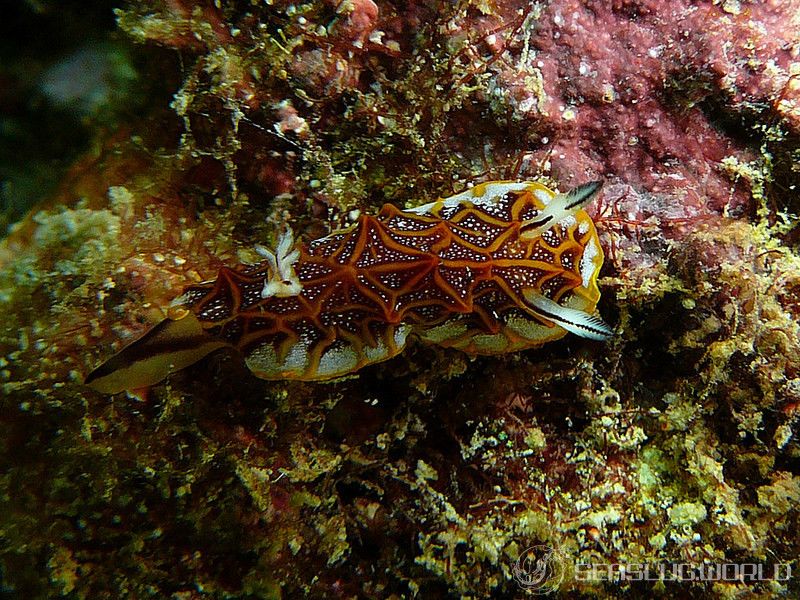 モザイクウミウシ Halgerda tessellata