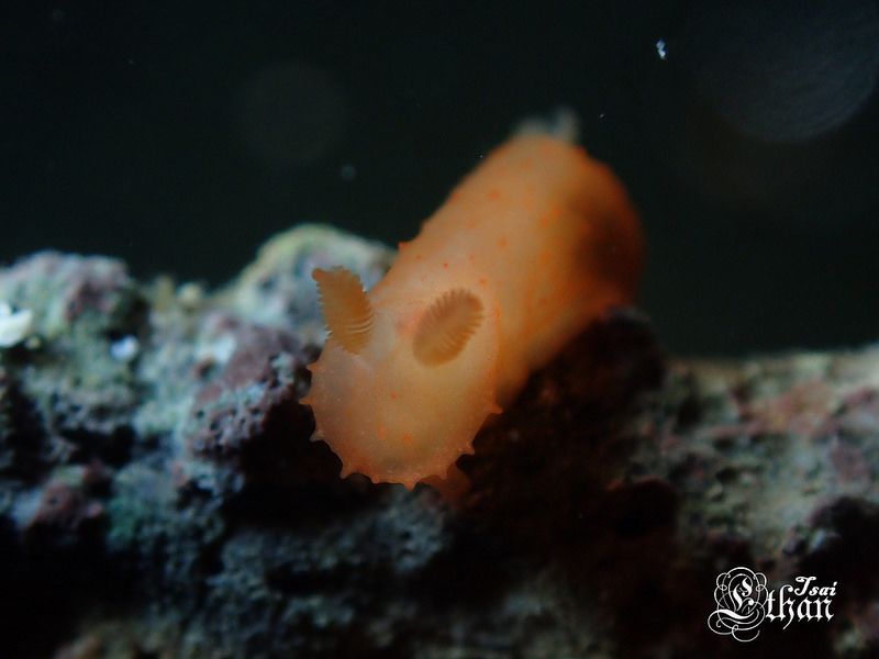 キヌハダモドキ Gymnodoris citrina