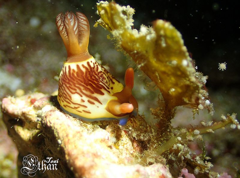 セグロリュウグウウミウシ Nembrotha chamberlaini