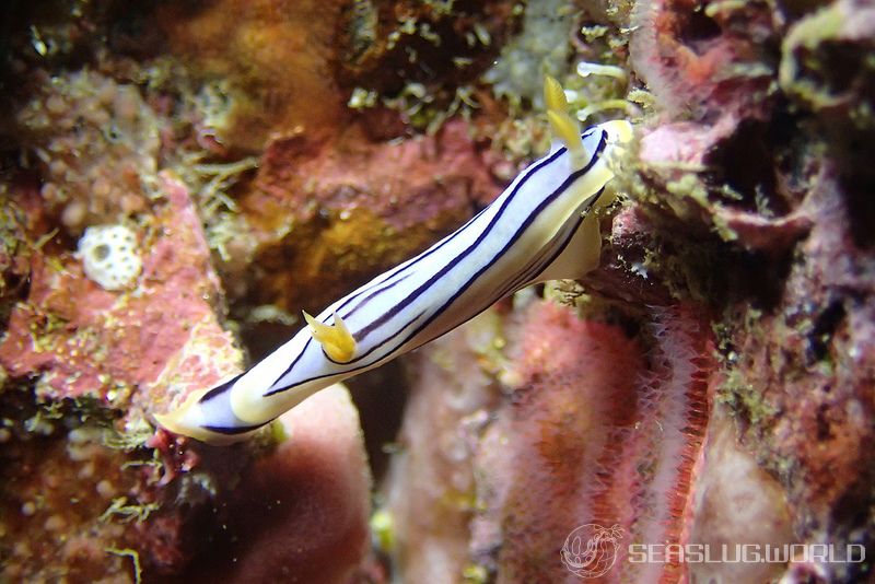 コールマンウミウシ Chromodoris colemani