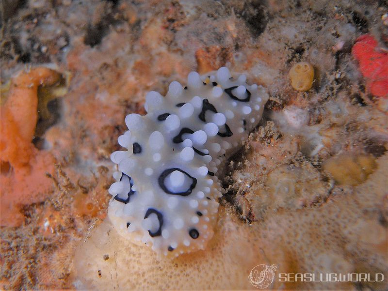 キイロイボウミウシ Phyllidia ocellata