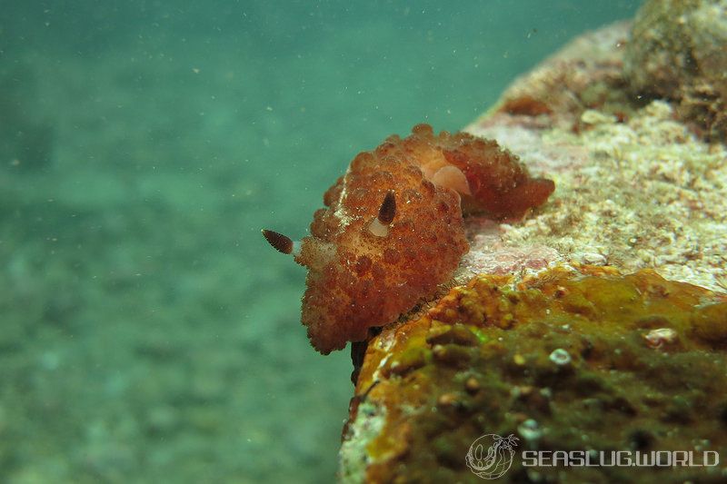 カイメンウミウシ Atagema intecta