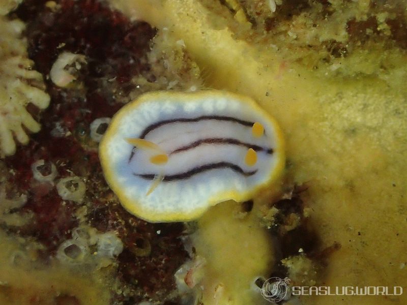 クロスジウミウシ Chromodoris sp. 6