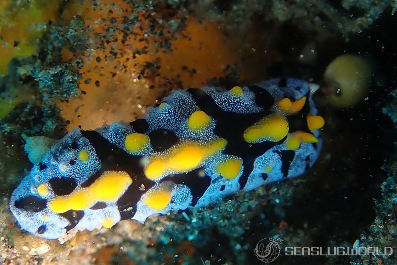 フィリディア・マリンディカ Phyllidia marindica