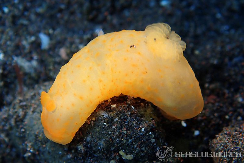 キヌハダウミウシ Gymnodoris inornata