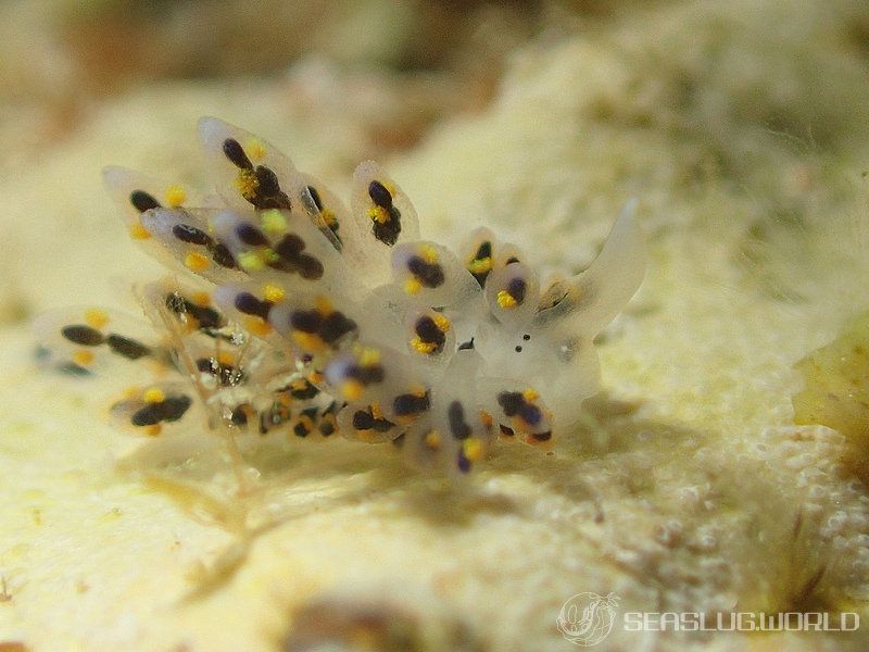 ハナビモウミウシ Costasiella sp. 1