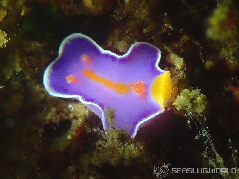 フタイロニシキウミウシ Ceratosoma bicolor