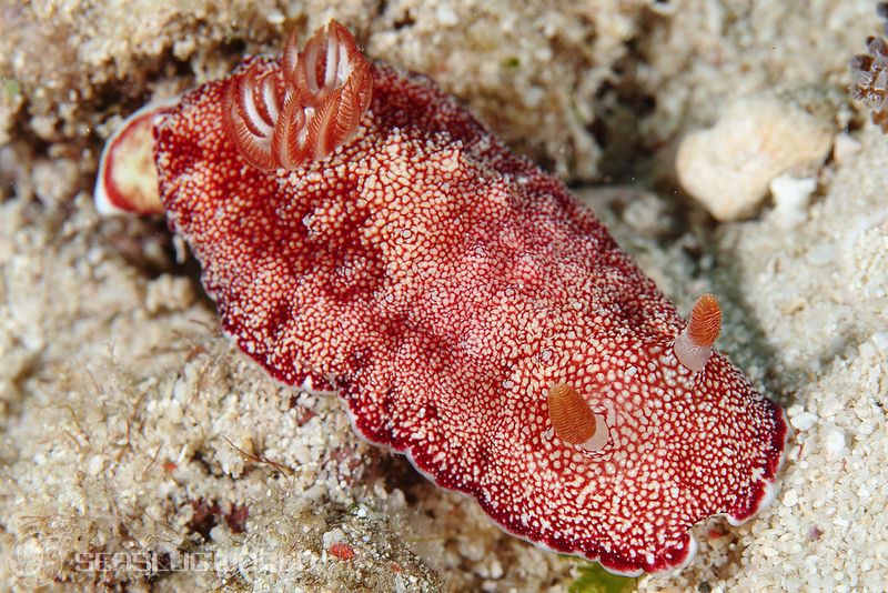 チリメンウミウシ Goniobranchus reticulatus