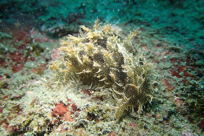 フレリトゲアメフラシ Bursatella leachii