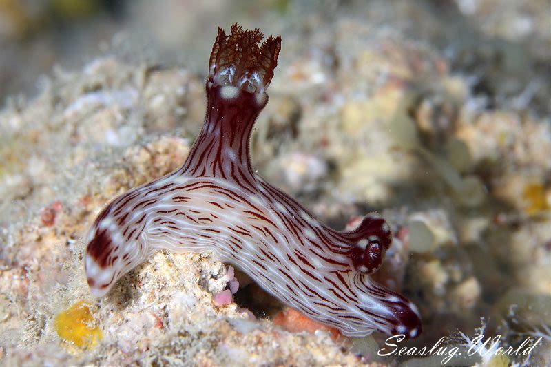 ブッシュドノエルウミウシ Jorunna rubescens