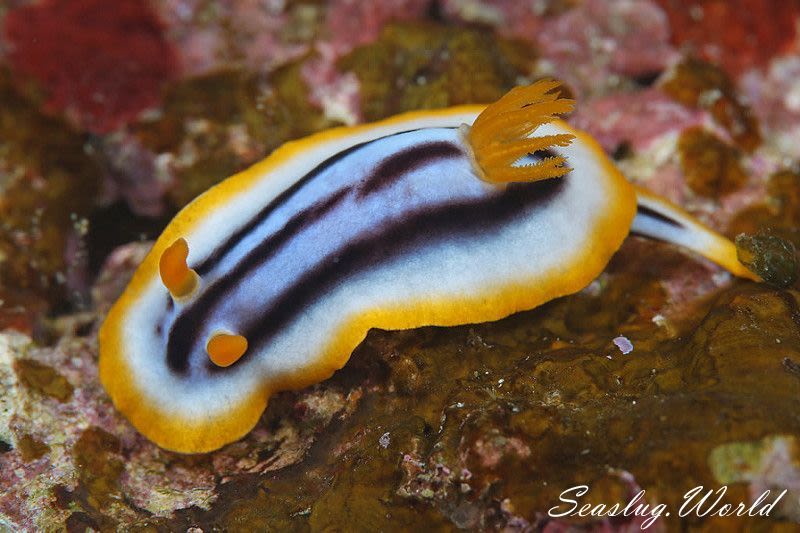 タイヘイヨウイロウミウシ Chromodoris sp. cf. africana