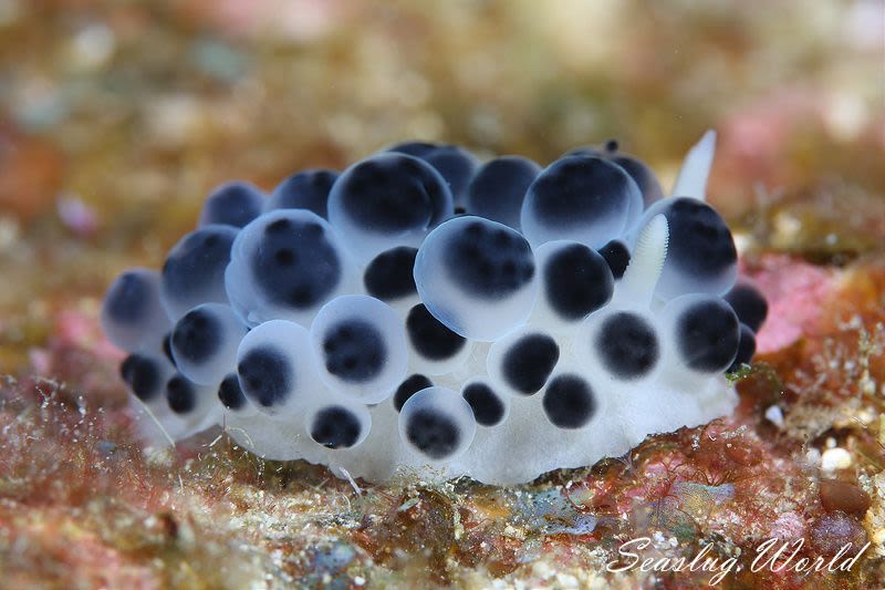 クロダンゴイボウミウシ Ceratophyllidia Sp 1 世界のウミウシ