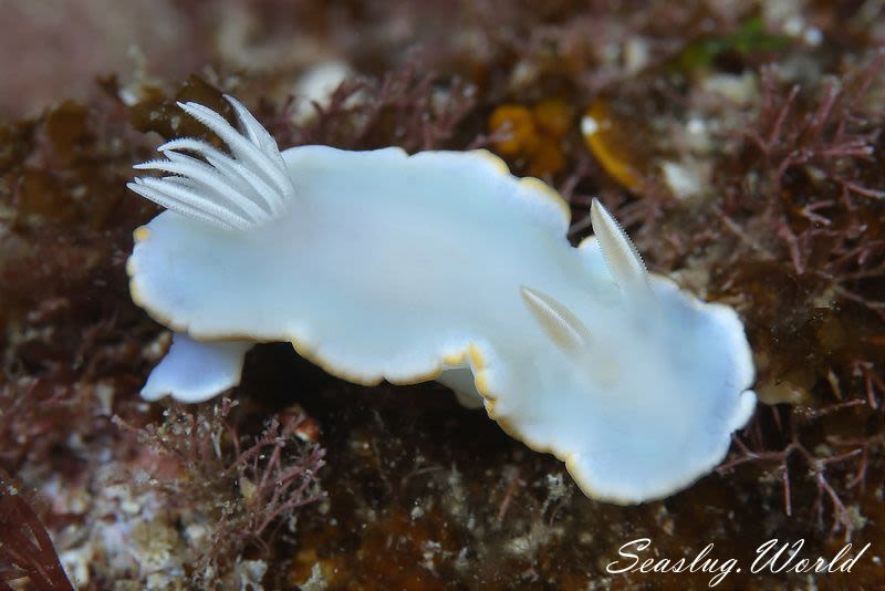 メレンゲウミウシ Ardeadoris egretta