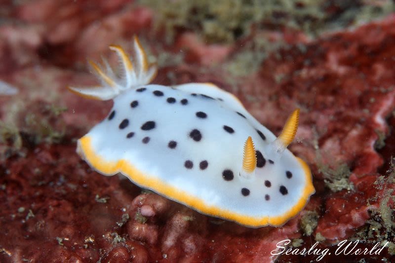 シロウミウシ Goniobranchus orientalis