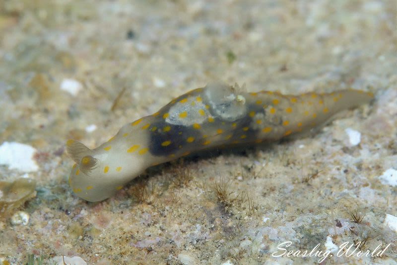 スカシキヌハダウミウシ Gymnodoris sp. 4