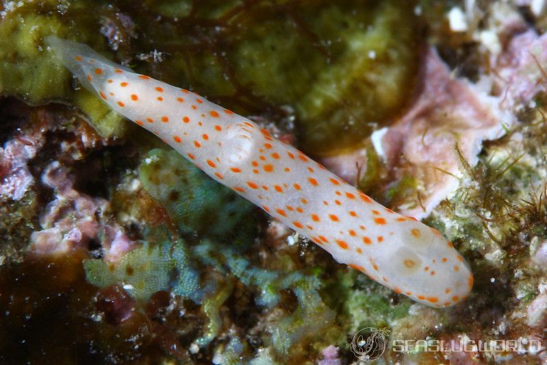 キヌハダウミウシ属の一種 31 Gymnodoris sp.31