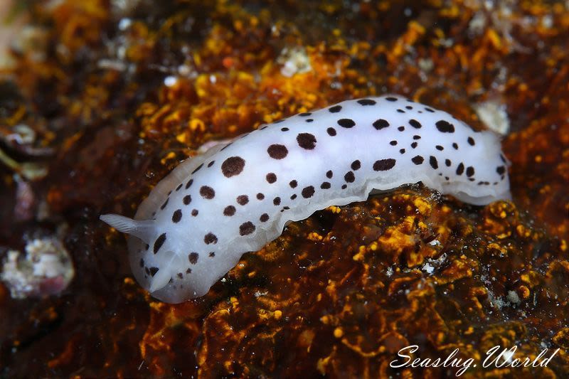 クロシタナシウミウシ属の一種 1 Dendrodoris sp. 1