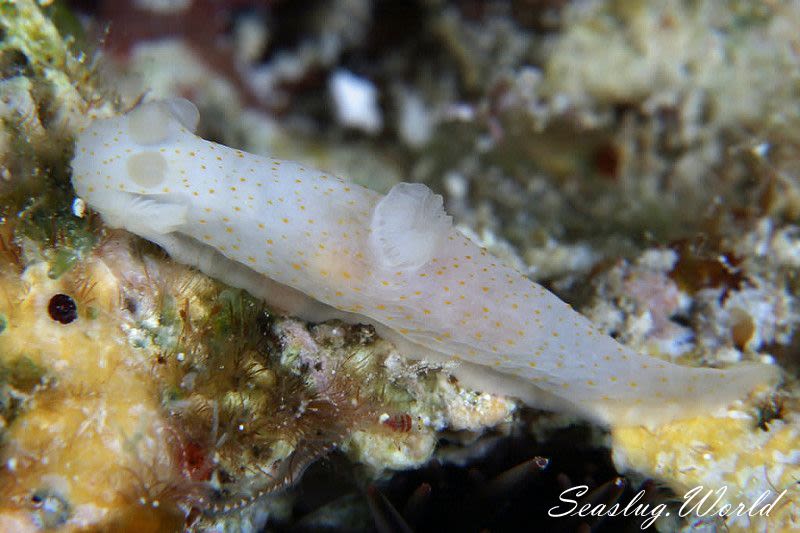 モミアゲキヌハダウミウシ Gymnodoris sp. 3