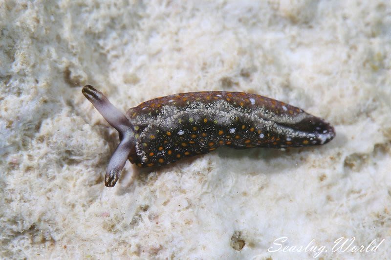 チャマダラミドリガイ Thuridilla flavomaculata 世界のウミウシ