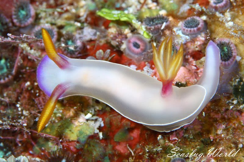 ゾウゲイロウミウシ Hypselodoris bullockii