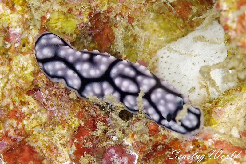 ワモンイボウミウシ Phyllidiella annulata