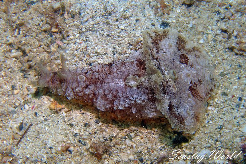 タツナミガイ Dolabella auricularia