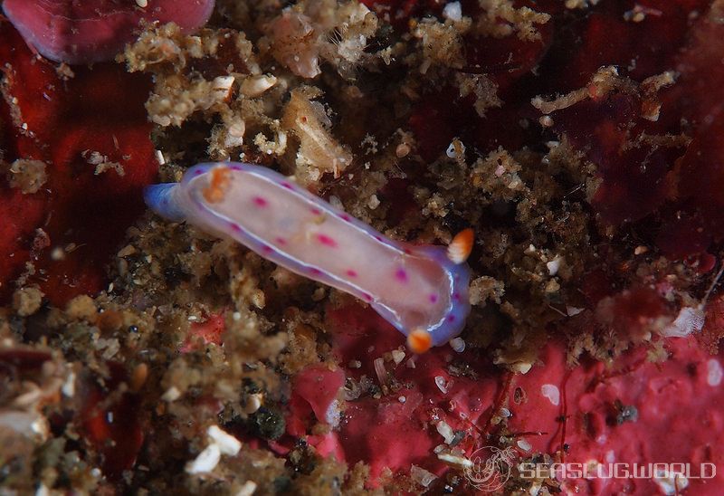 ミカドウミウシ Hexabranchus lacer