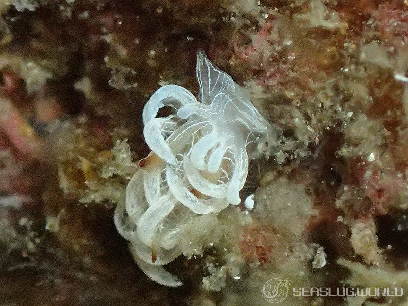 セラトドーリス・テヌイフィブラータ Ceratodoris tenuifibrata