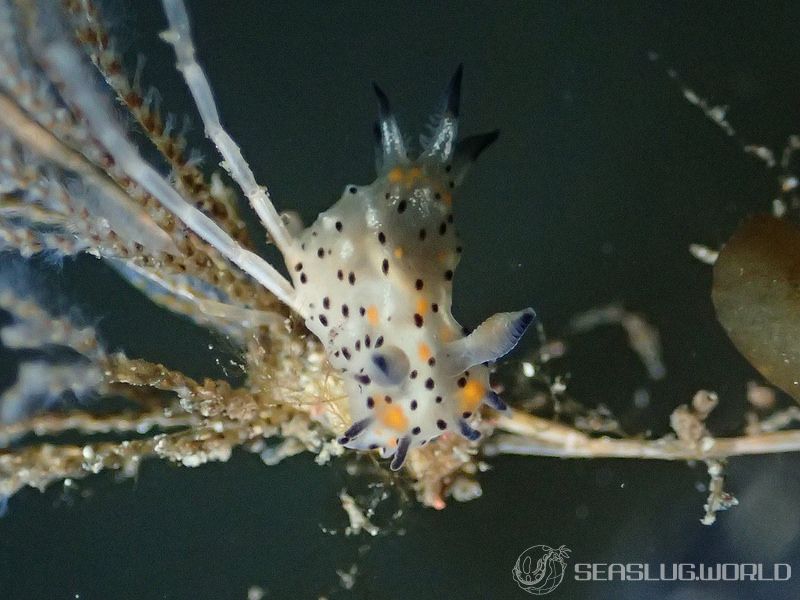 コソデウミウシ Polycera abei