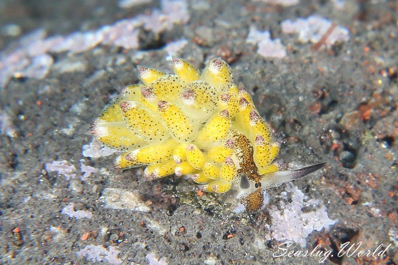 クサイロモウミウシ Costasiella paweli