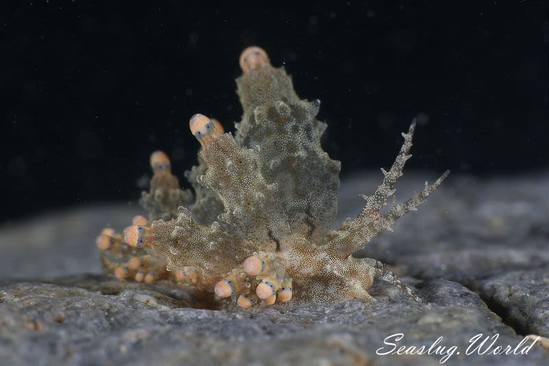 ツノトゲホリミノウミウシ Eubranchus rubropunctatus