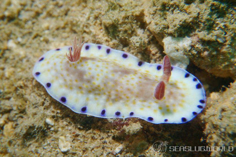 コモンウミウシ Goniobranchus aureopurpureus