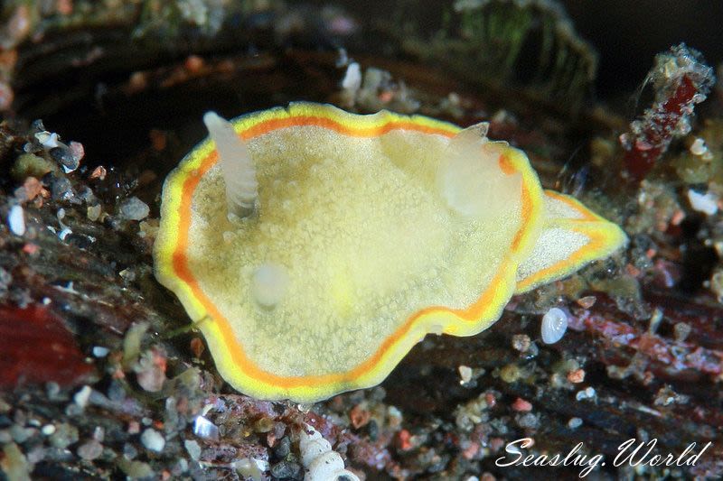 ミツイラメリウミウシ Diaphorodoris mitsuii