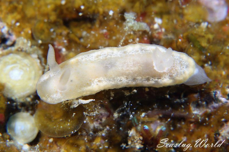 スケイロウミウシ Goniobranchus sp. 3