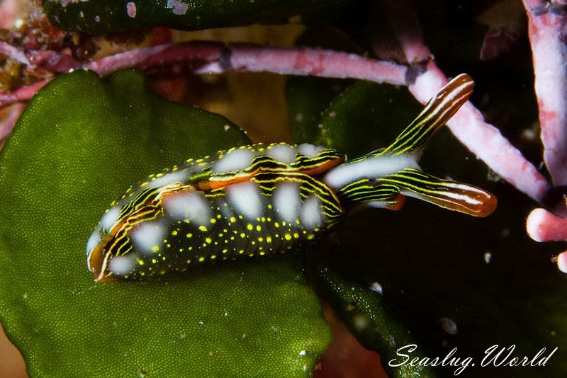 ハナミドリガイ Thuridilla splendens