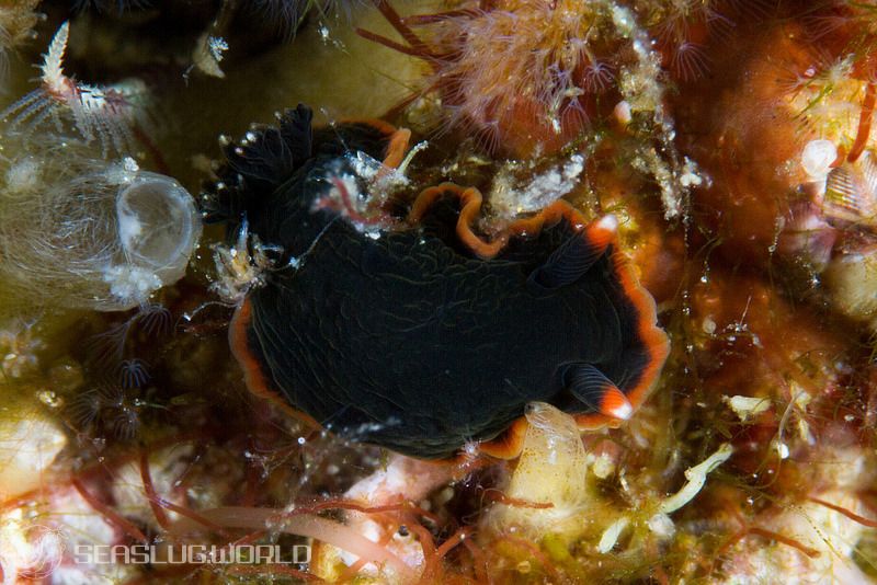 クロシタナシウミウシ Dendrodoris arborescens