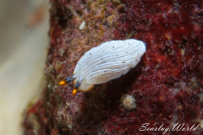 カメキオトメウミウシ Dermatobranchus primus