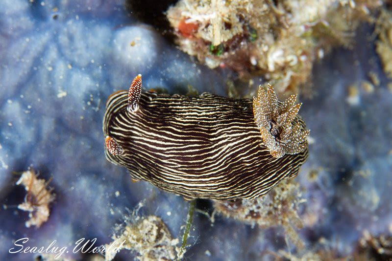 ホソスジイロウミウシ Chromodoris lineolata