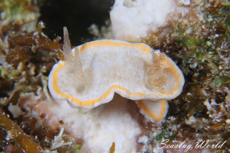 ミツイラメリウミウシ属の一種 2 Diaphorodoris sp. 2