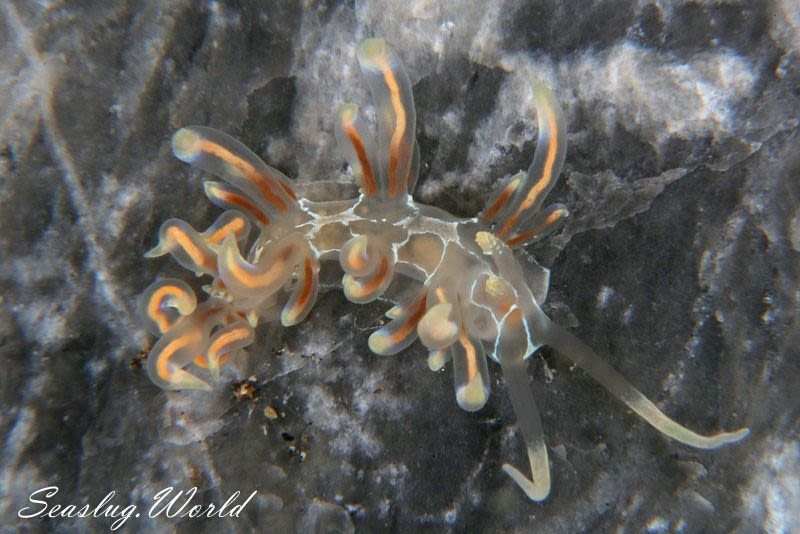 バラトゲミノウミウシ Phyllodesmium acanthorhinum