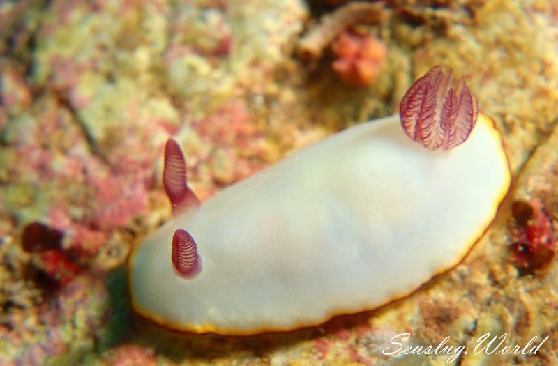 シラヒメウミウシ Goniobranchus sinensis