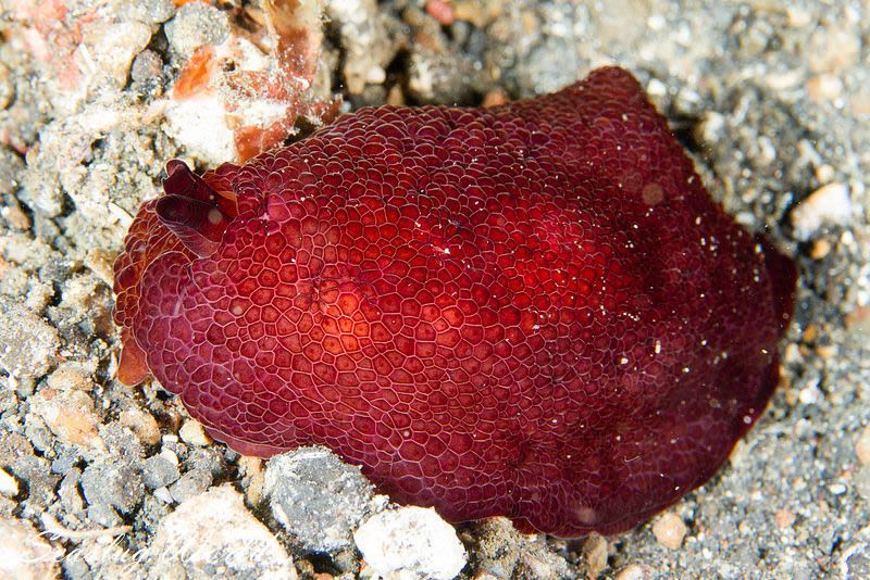 カメノコフシエラガイ Pleurobranchus peronii