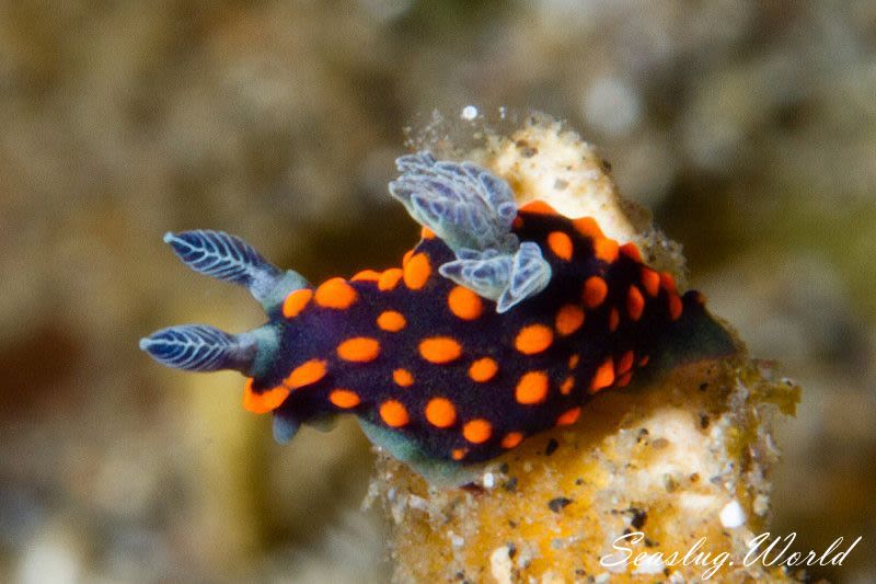 クロスジリュウグウウミウシ属の一種 3 Nembrotha sp. 3