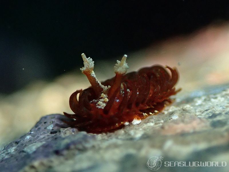 ショウジョウウミウシ Madrella ferruginosa