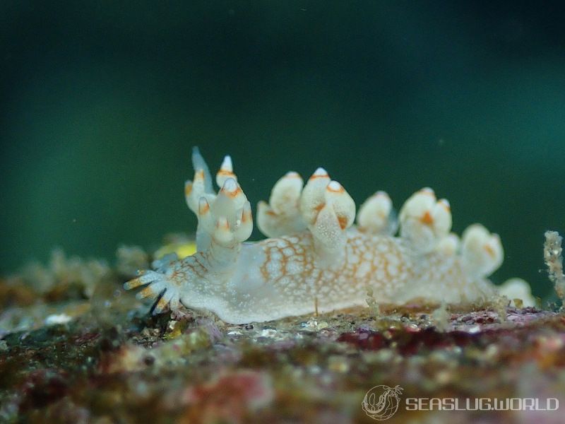 ユビウミウシ Bornella stellifer