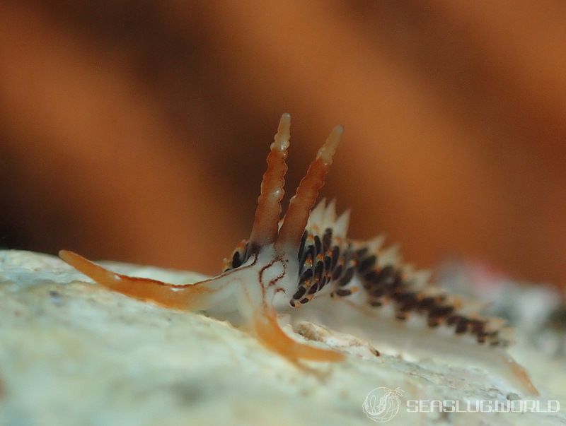 ヨツスジミノウミウシ Facelina quadrilineata