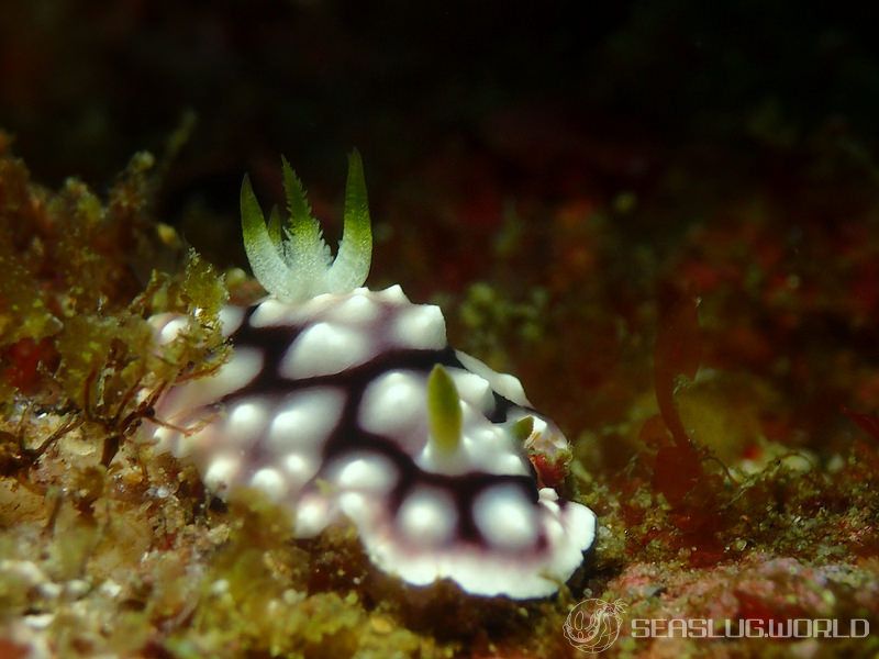 キカモヨウウミウシ Goniobranchus geometricus