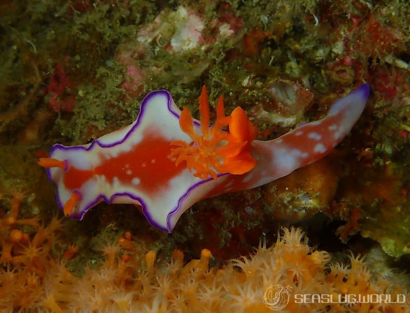 フタイロニシキウミウシ Ceratosoma bicolor