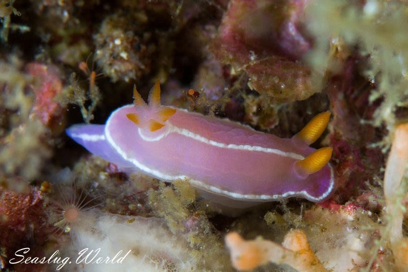 シモダイロウミウシ Hypselodoris shimodaensis