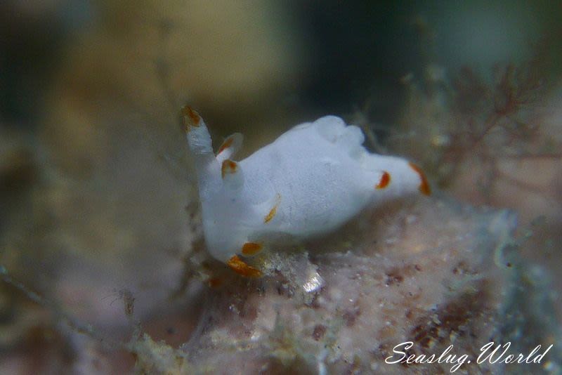 キンスジツガルウミウシ Trapania aurata